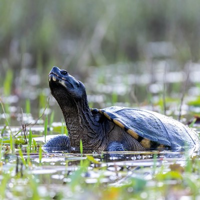 Snapping turtle in marsh water