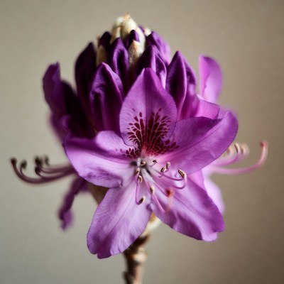 Purple Rhododendron Flower Bloom