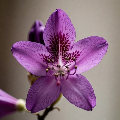 Purple flower with pink veins
