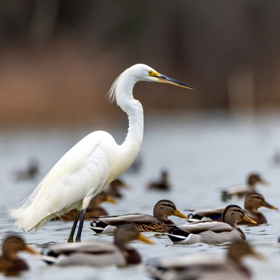 White Egret with Ducks in Water