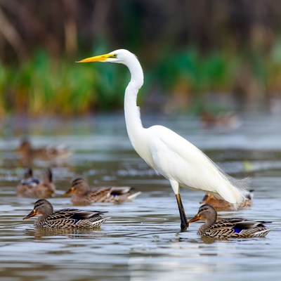 Great Egret with Ducks in Water