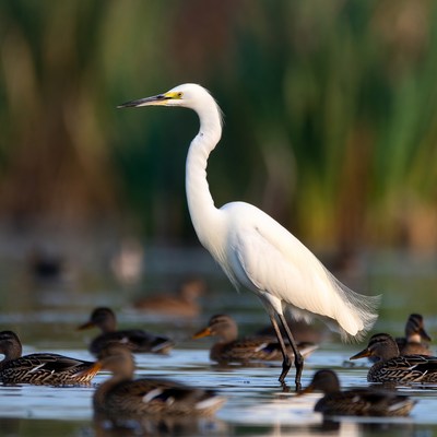 White Egret Standing Among Ducks