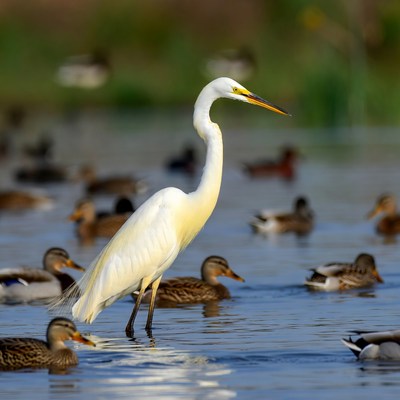 Great Egret Standing Among Ducks