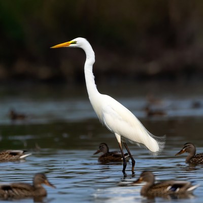 Great Egret Standing in Duck Pond