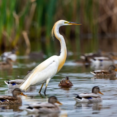 Great Egret with Ducks in Marsh
