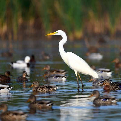 White Egret Standing Among Ducks
