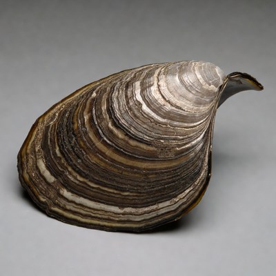 Oyster shell on gray background