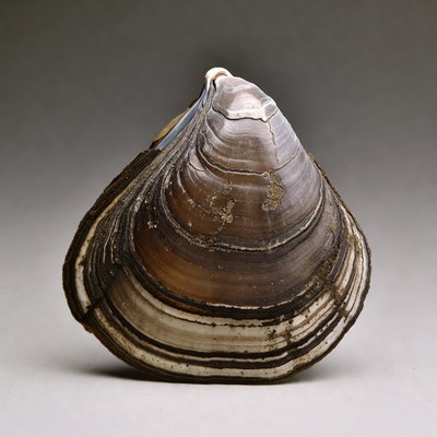 Open Clam Shell