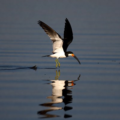 Black Skimmer Flying Over Water Reflection