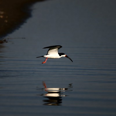 Black-necked Stork Flying over Water