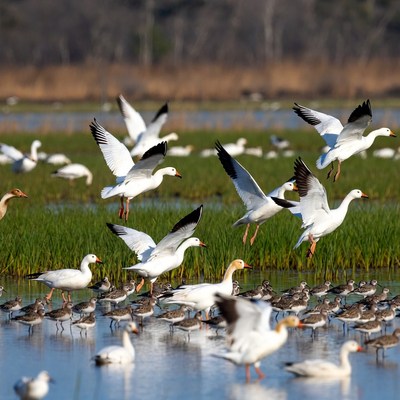 Flock of Snow Geese Flying over Marsh