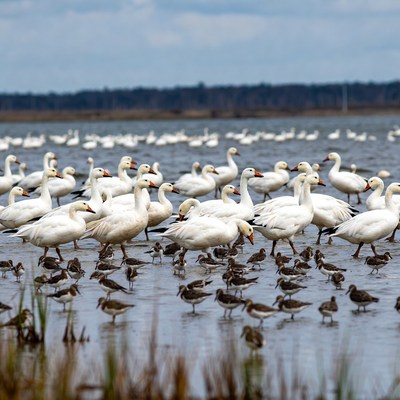 Flock of Snow Geese in Shallow Water