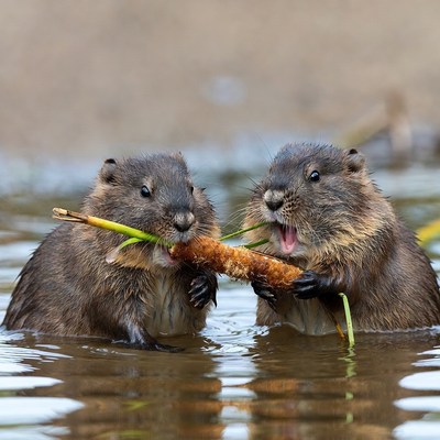 Two otters playing with stick in water