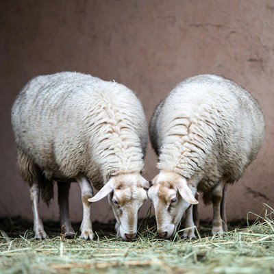 Two sheep eating hay together