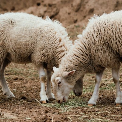 Two white sheep eating grass