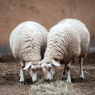 Two white sheep eating hay