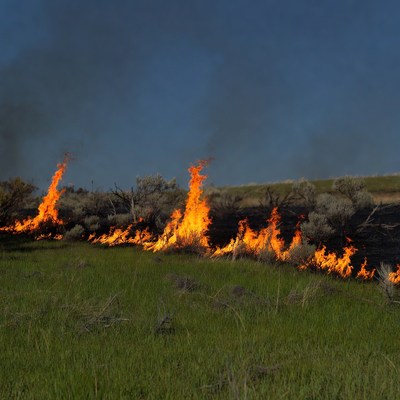 Grassland wildfire burning bushes