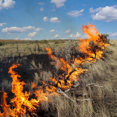 Grassland wildfire burning dry bushes