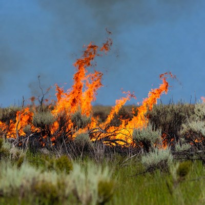 Bush wildfire burning sagebrush field
