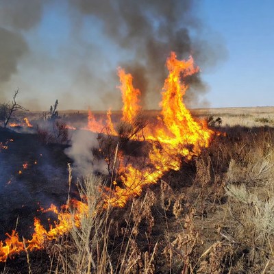 Grassland wildfire burning dry bushes