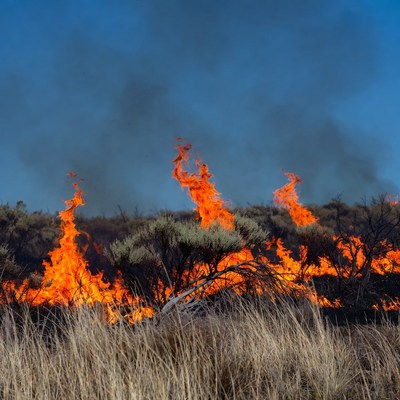 Bush Fire in Dry Grassland