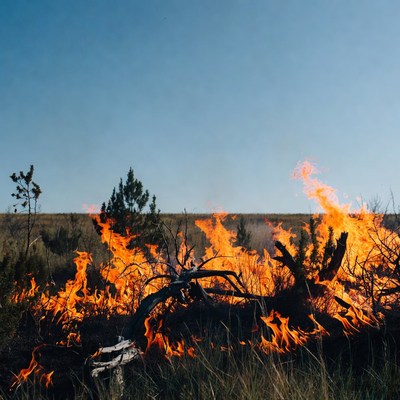 Grassland wildfire burning dry bushes