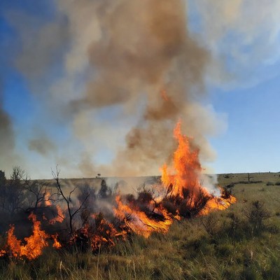 Grassland wildfire with thick smoke