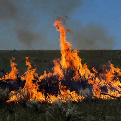 Grassland wildfire burning bushes