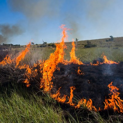 Grassland wildfire burning dry grass