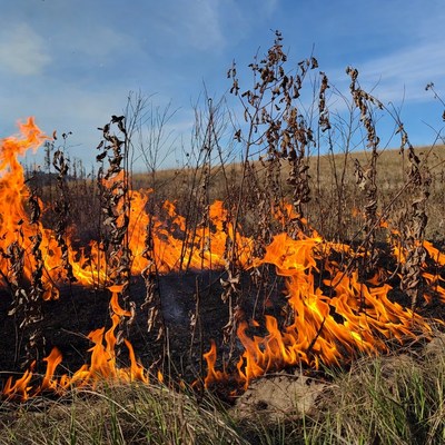 Grass Fire Burning Dry Weeds
