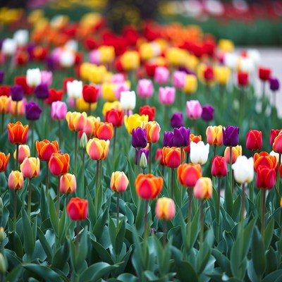 Colorful Tulip Field Blooming