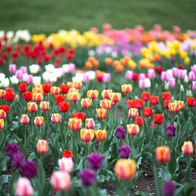 Colorful Tulip Field Blooming