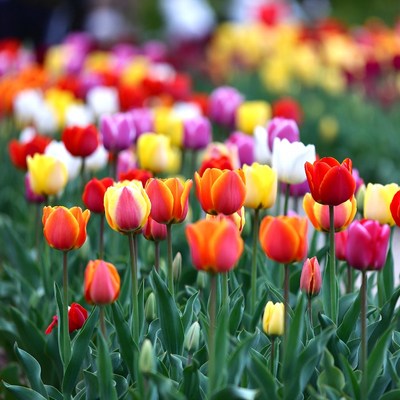 Colorful Tulips in Field