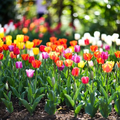 Colorful Tulips in Bloom Garden