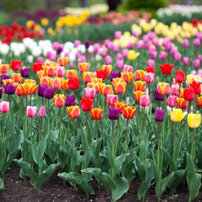 Colorful Tulip Field Blooming