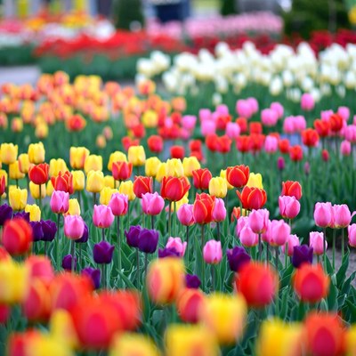 Colorful Tulip Field Blooming