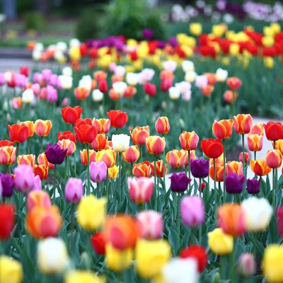 Colorful Tulip Field Blooming
