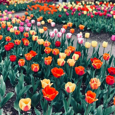 Colorful Tulip Field Blooming