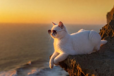 White cat with sunglasses on cliff