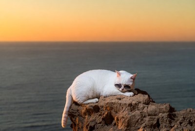 White cat with sunglasses on cliff