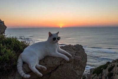 White cat with sunglasses on cliff sunset