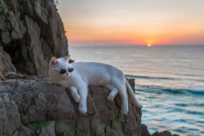 White cat with sunglasses on cliff at sunset