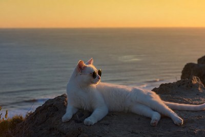 White cat with sunglasses on cliff