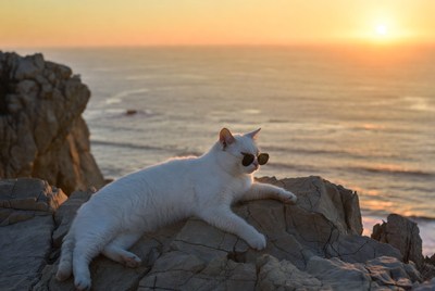 White cat in sunglasses on cliff at sunset