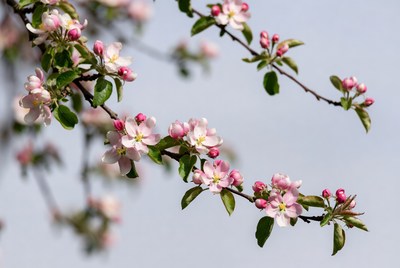 Pink apple blossoms on branch