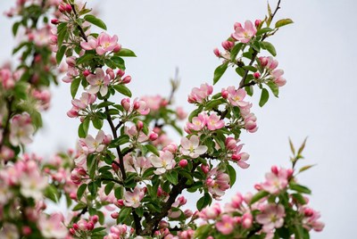 Pink Apple Blossoms on Tree