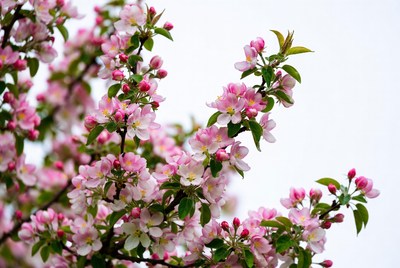 Pink Cherry Blossoms on Branch