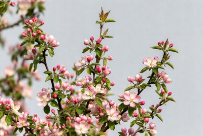 Pink Crabapple Blossoms on Branches