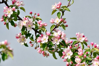 Pink Apple Blossoms on Branch