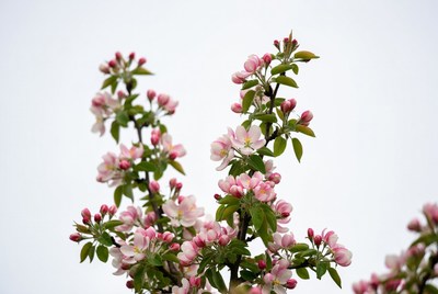 Pink Apple Blossoms on Branch